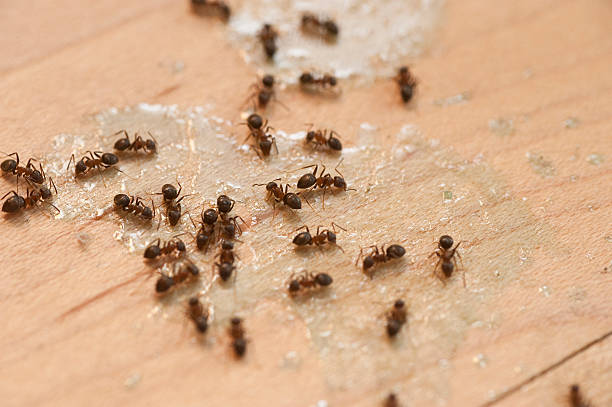 Best Emergency Pest Control  in Marshall, VA