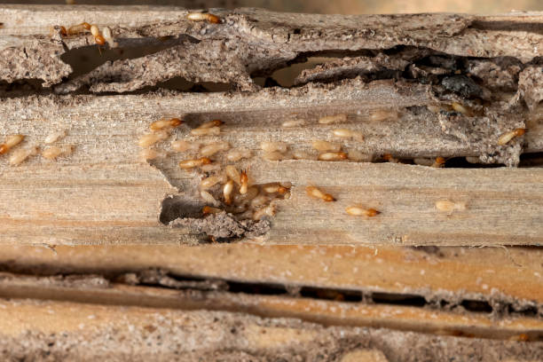  Marshall, VA Pest Control Pros